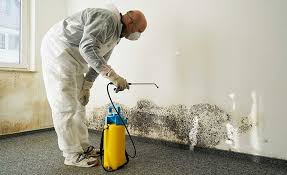 Why You Should Choose Our Mold Remediation Services in North Augusta, SC